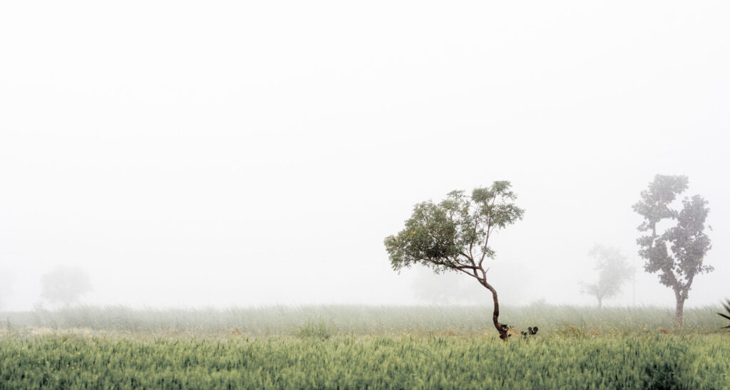 Wheat Field with Tree – Chamarua – Madhya Pradesh – India