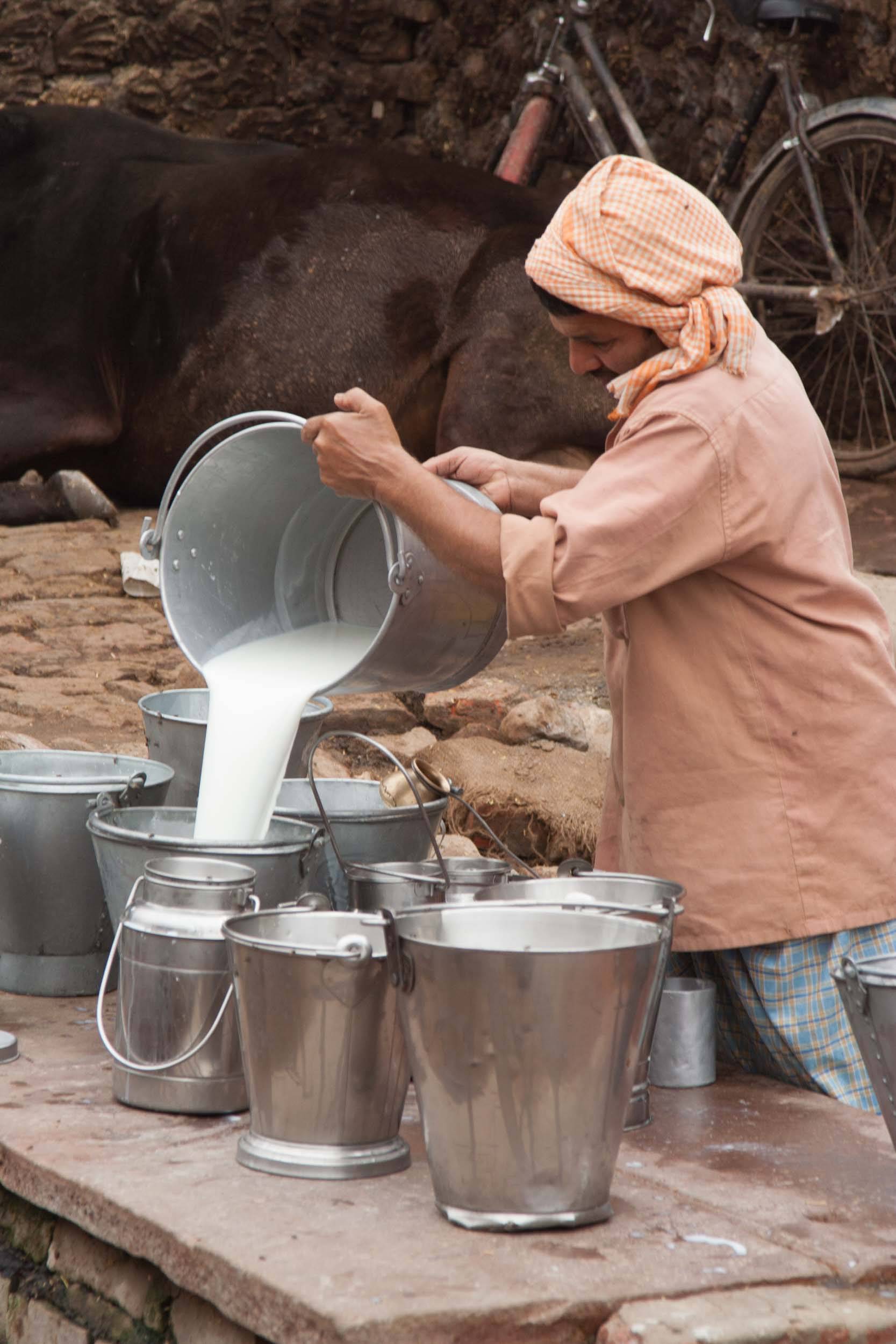 Fresh Milk– Varanasi – Uttar Pradesh – India